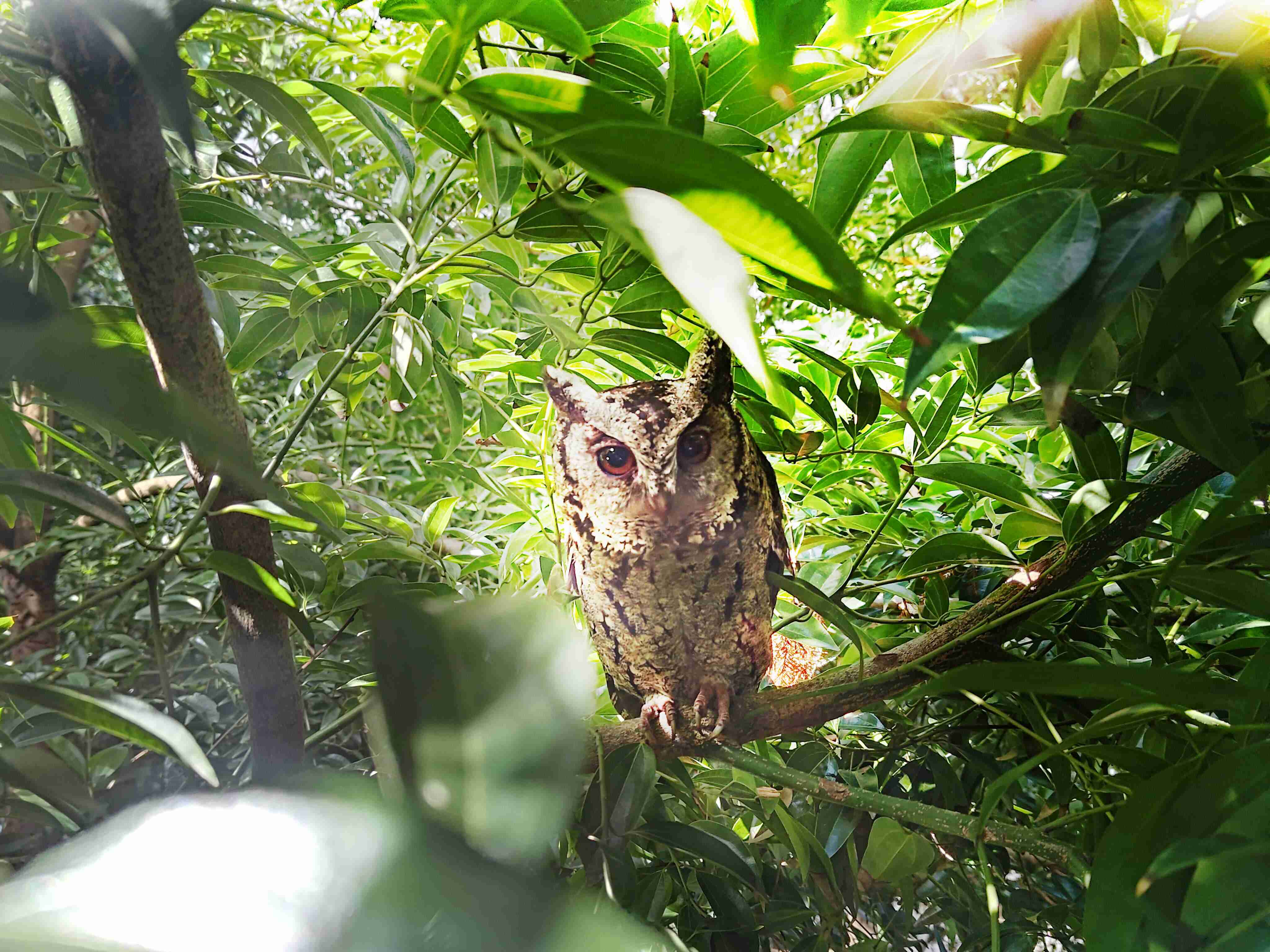 壹号平台致力提倡净零绿生活，，，，16年以来在全球各厂区植树逾百万棵，，，，造就各厂区树木蔚然成林，，，，犹如森林工厂，，成为许多生物的栖息地